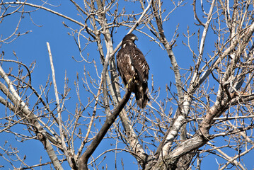 Wildlife habitat at Loess Bluff National Wildlife Refuge
