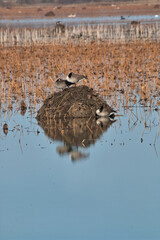 Loess Bluffs National Wildlife Refuge, Squaw Creek National Wildlife Refuge,northwestern Missouri