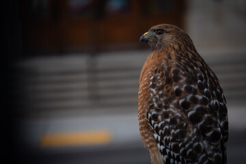 Hawk in the city