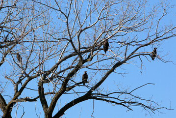 Wildlife habitat at Loess Bluff National Wildlife Refuge