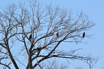 Wildlife habitat at Loess Bluff National Wildlife Refuge