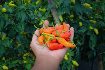 a bunch of datil peppers or cabai rawit merah (also known as Capsicum frutescens or hot chili...