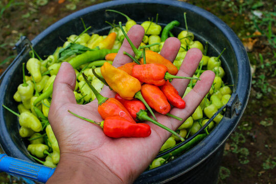 a bunch of datil peppers or cabai rawit merah (also known as Capsicum frutescens or hot chili pepper) on hand, is freshly harvested by Indonesian Local Farmers from fields. Agriculture background.