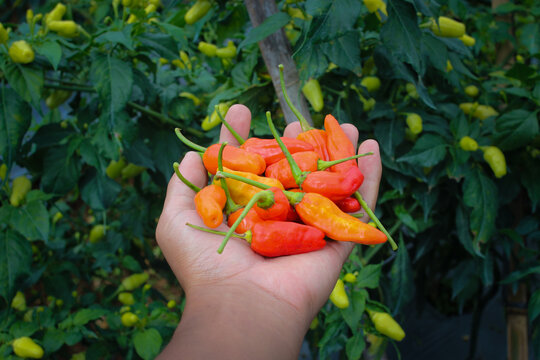 a bunch of datil peppers or cabai rawit merah (also known as Capsicum frutescens or hot chili pepper) on hand, is freshly harvested by Indonesian Local Farmers from fields. Agriculture background.