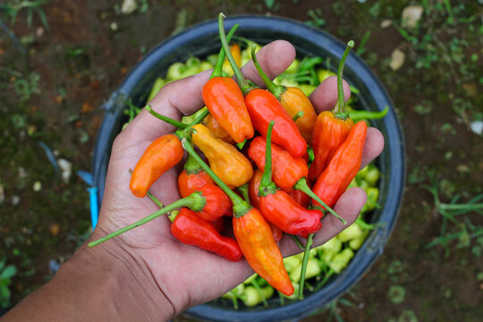 a bunch of datil peppers or cabai rawit merah (also known as Capsicum frutescens or hot chili pepper) on hand, is freshly harvested by Indonesian Local Farmers from fields. Agriculture background.