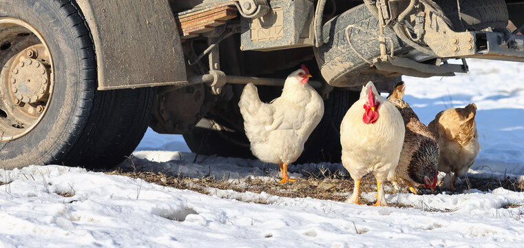 Free Range Chickens Under A Truck In Backyard Farm. Snowy Winter Landscape Photo.