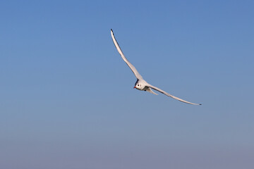 Seagull bird (larus) flying in front of the blue sky. Color wildlife photo with big empty space for text. No3.