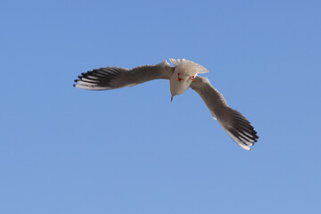 Seagull bird (laridae) fly in front of blue sky to fishing, photographed from below; color wildlife photo.