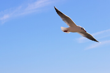 Seagull bird (larus) flying in front of the blue sky. Color wildlife photo with big empty space for text. No2.