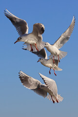 Aggressive seagulls fly to fish in front of the blue sky. Color landscape photo of sea.