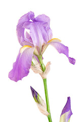 Beautiful blue fleur-de-lis, Iris flower, isolated on white background.