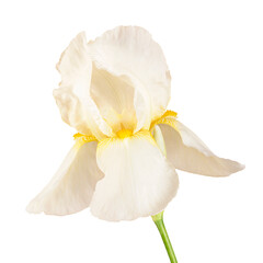 White fleur-de-lis, Iris flower, isolated on white background.