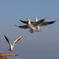 Aggressive seagulls fly over the blue water to fish. Reeds in the background. Color wildlife photo for decoration poster or wallpaper.
