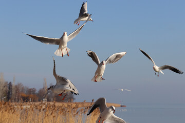 A group of aggressive, hungry seagulls flying over water, hunting for food. High resolution colour wildlife nature photo.