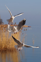 A group of aggressive, hungry seagulls flying over water in the air, to fish. Color nature photo. 
