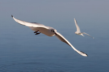 Seagulls fly elegantly over the blue water in the air to fishing. Color nature photo.
