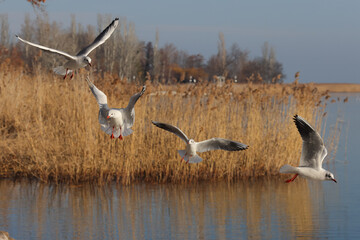 Seagull birds fly over the blue water to fish. Reeds in the background. Color landscape photo of Balaton in Hungary, Europe. 