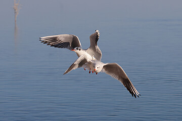 Fototapeta na wymiar Seagulls fly aggressively over the blue water in the air to fishing. Color nature photo.