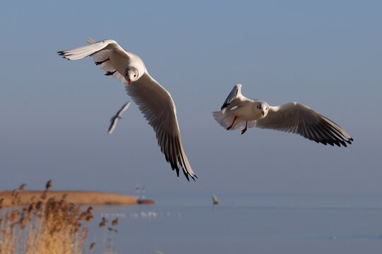Aggressive seagulls (Laridae waterbirds) fly over the blue water to fish. Reeds and floating waterfowl in the background. Color wildlife photo for decoration poster or wallpaper.