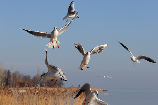A group of aggressive, hungry seagulls flying over water, hunting for food. High resolution colour wildlife nature photo.