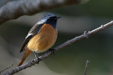 daurian redstart in the park