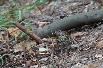 scaly thrush on the ground