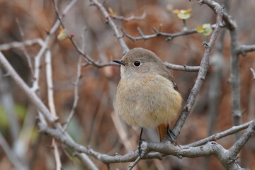 daurian redstart in the park