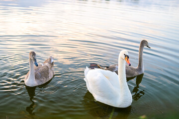 White and gray swans swimming on lake water in summer.
