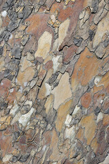 Surface bark of sycamore tree with colorful pattern; abstract nature photo. 