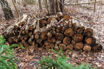 Stack of firewood in forest on a winter day.