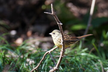 black faced bunting in the forest