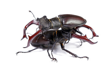 Stag beetles. Duel of two males isolated on a white. close up.