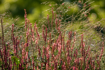 różowe rośliny na skwerze w mieście © Colorful Soul