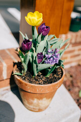 Terra Cotta pot of tulips and hyacinth in Spring