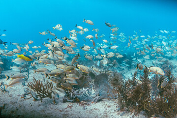 Fototapeta na wymiar Underwater view with school fish in ocean. Sea life in transparent water