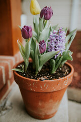 Terra cotta pot of tulips and hyacinth with snail in Spring