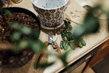 Plants and shears next to empty pot and dirt on counter