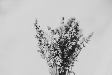 Black and white photo of lavender with white background