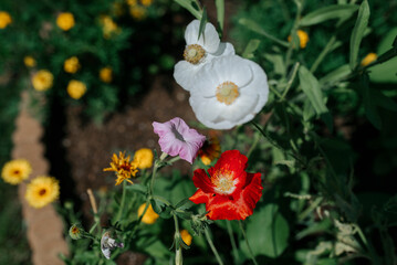 Close up view of flower blooms, poppies, petunias, and marigolds