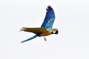 Scarlet macaw  parrot during a flight