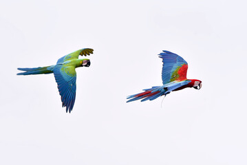 Scarlet macaw  parrots during a flight