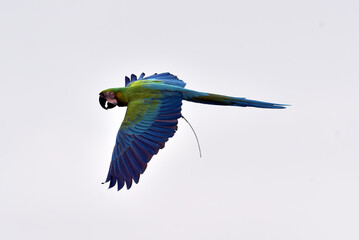 Scarlet macaw parrot during a flight