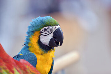 Portrait of a colorful macaw parrot