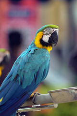 Portrait of a colorful macaw parrot