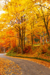 Autumn foliage among the forests of the northern Apennines among the yellow leaves and bare trees.