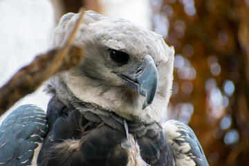 harpy eagle Harpia harpyja close-up the world's largest harpy eagle