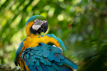 Ara ararauna, yellow macaw feeding in its natural habitat 