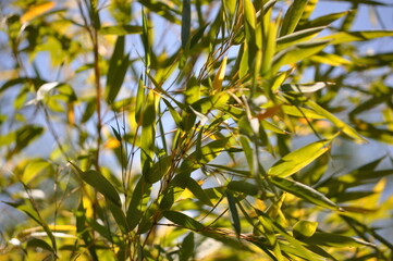 Obraz premium Bamboo leaves.