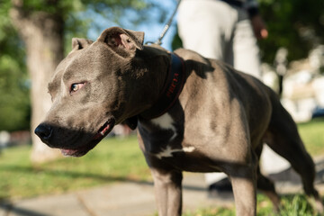 Close up on head of gray american pit bull terrier apbt dog on the leash standing in sunny day