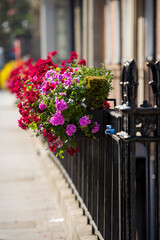 flowers in a row
